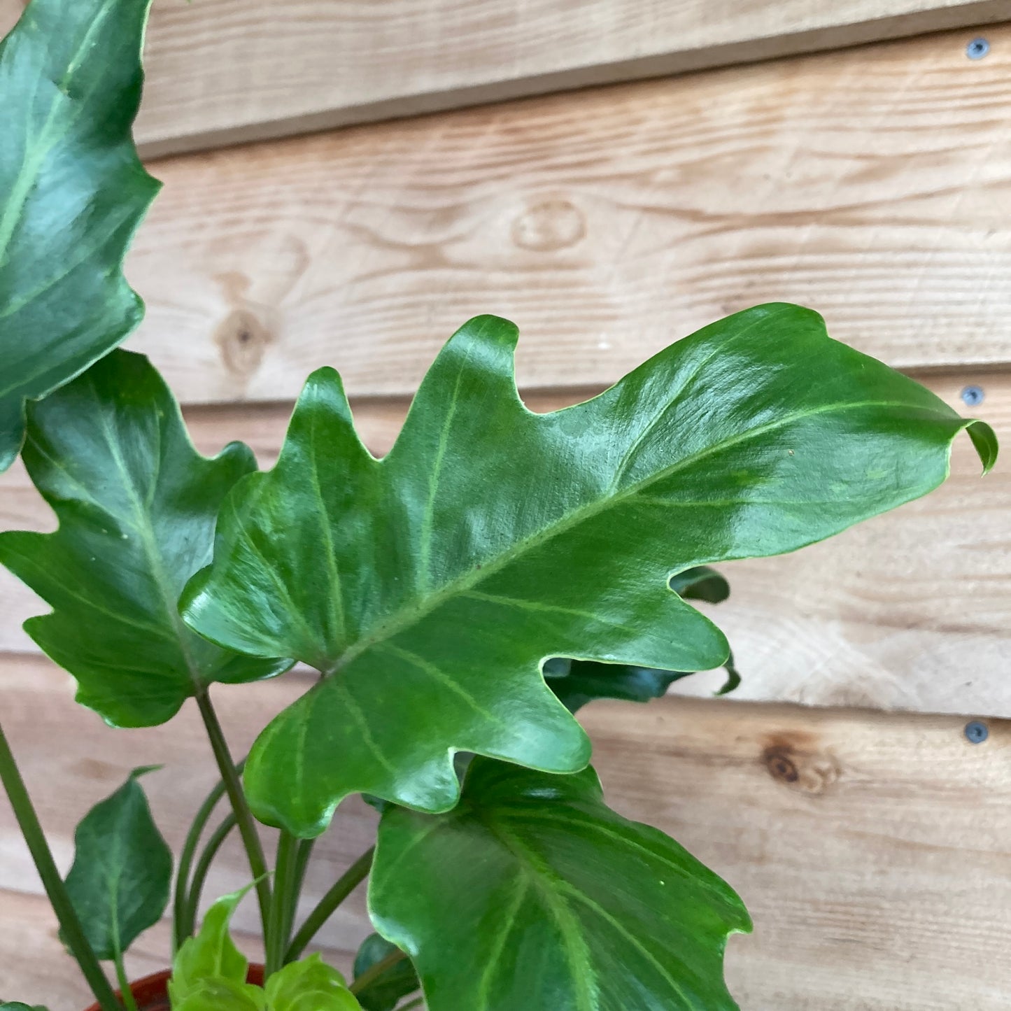 Philodendron 'Xanadu'