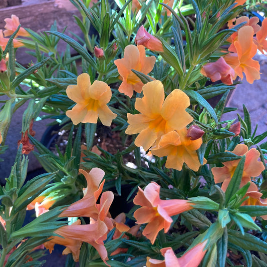 Mimulus 'Jelly Bean Brick' - Brick Monkeyflower