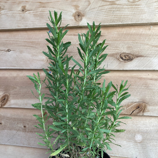 Isocoma menziesii - Coastal Goldenbush