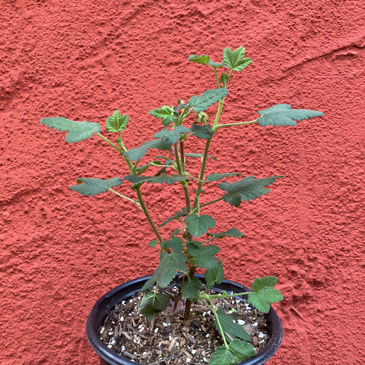 Ribes malvaceum 'Montara Rose- Chaparral Currant