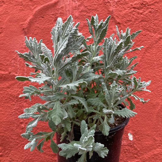 Lavandula 'Goodwin Creek' - Silver-leaved Lavender