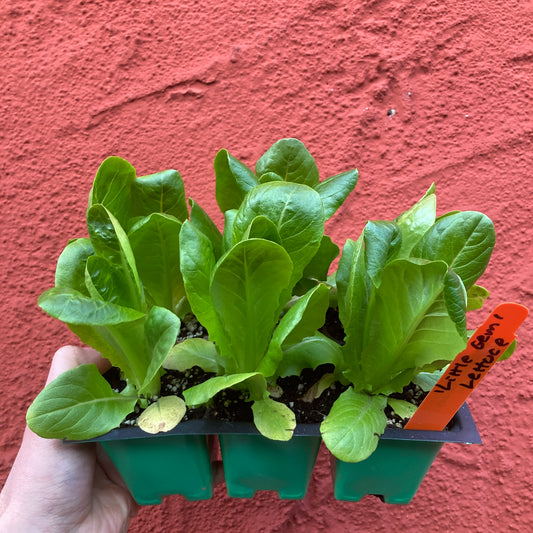 Lettuce 'Little Gem'