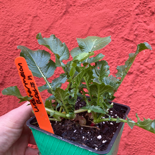 Daikon Radishes 'Watermelon'