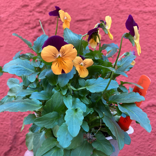 Viola 'Jolly Joker' - Purple and Orange