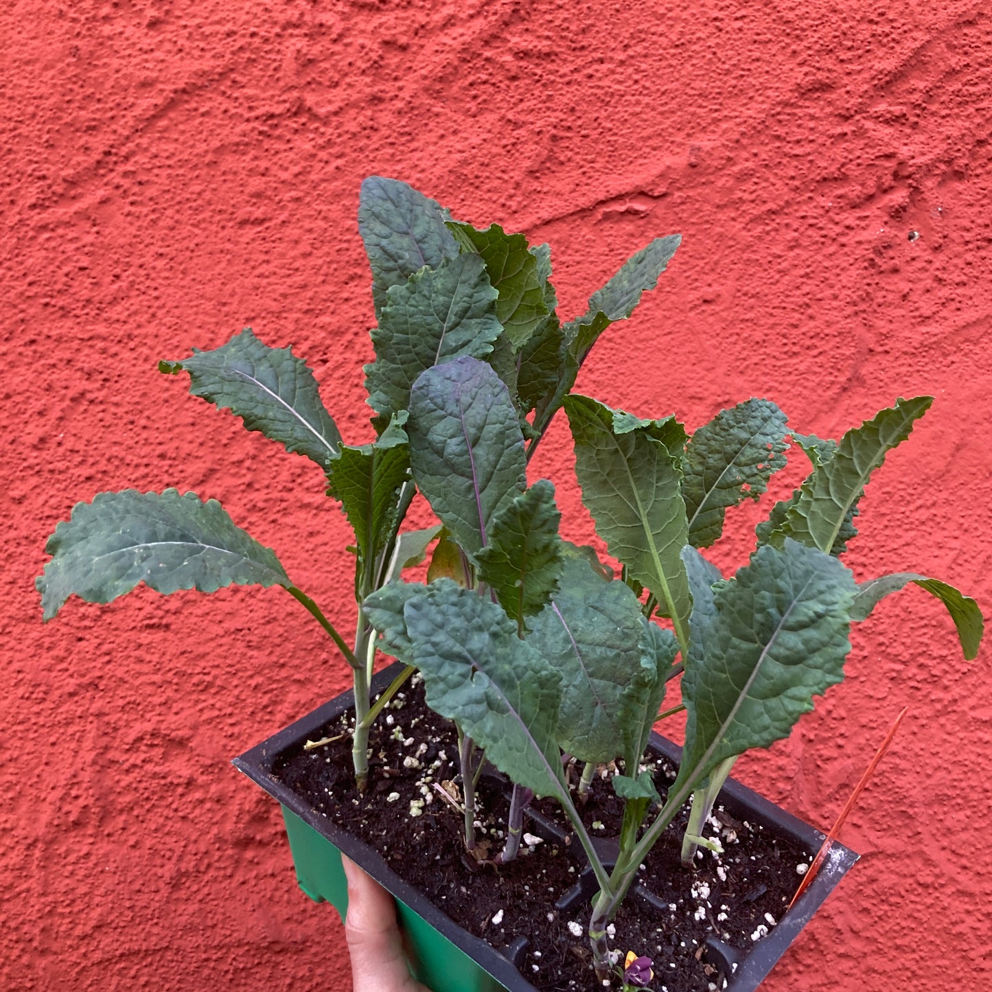 Kale 'Dazzling Blue'