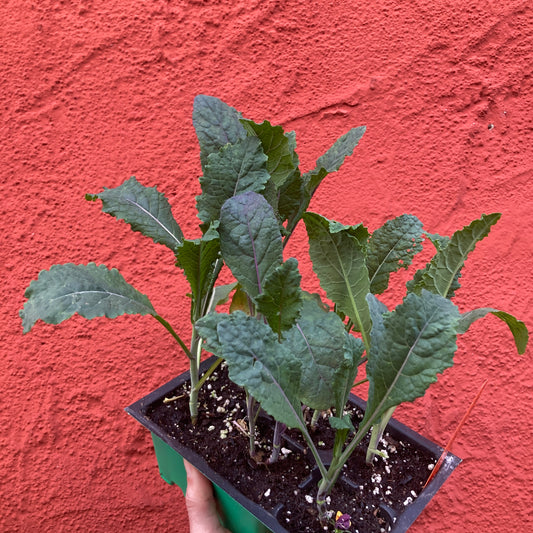 Kale 'Dazzling Blue'