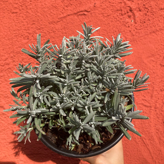 Lavandula angustifolia 'Betty Blue' - English Lavender