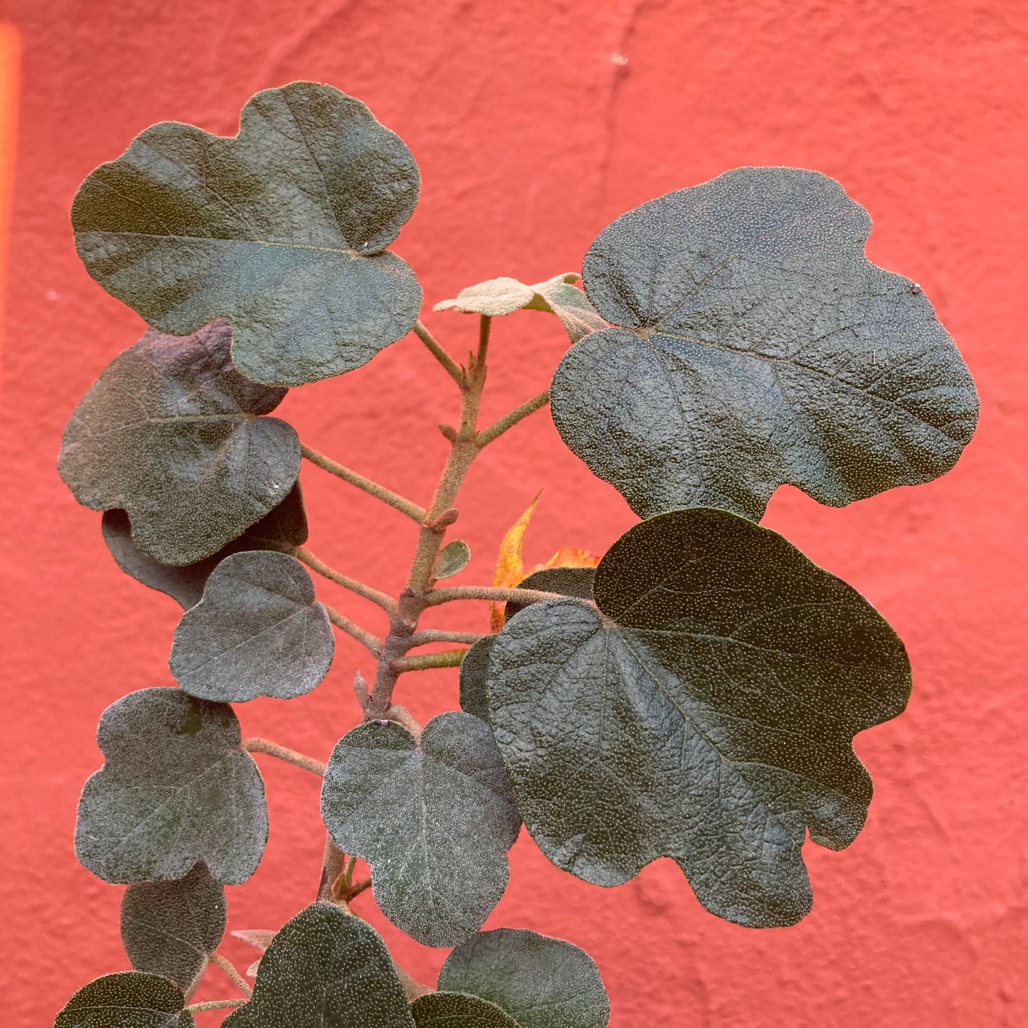 Fremontodendron 'Ken Taylor' - Ken Taylor Flannel Bush