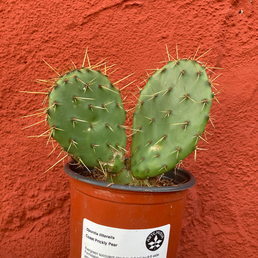 Opuntia littoralis - Coastal Prickly Pear