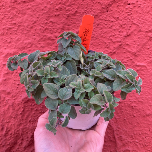 Oregano 'Hot & Spicy'