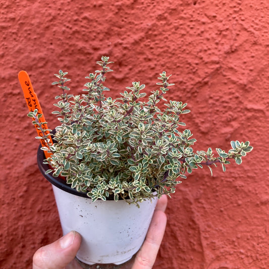 Variegated Silver Thyme
