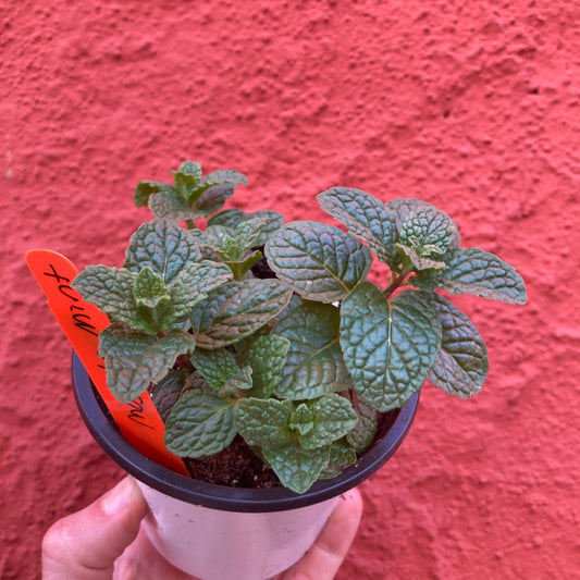 Mint 'Mojito'