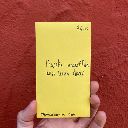 Tansy Leaved Phacelia Seeds - Phacelia tanacetifolia