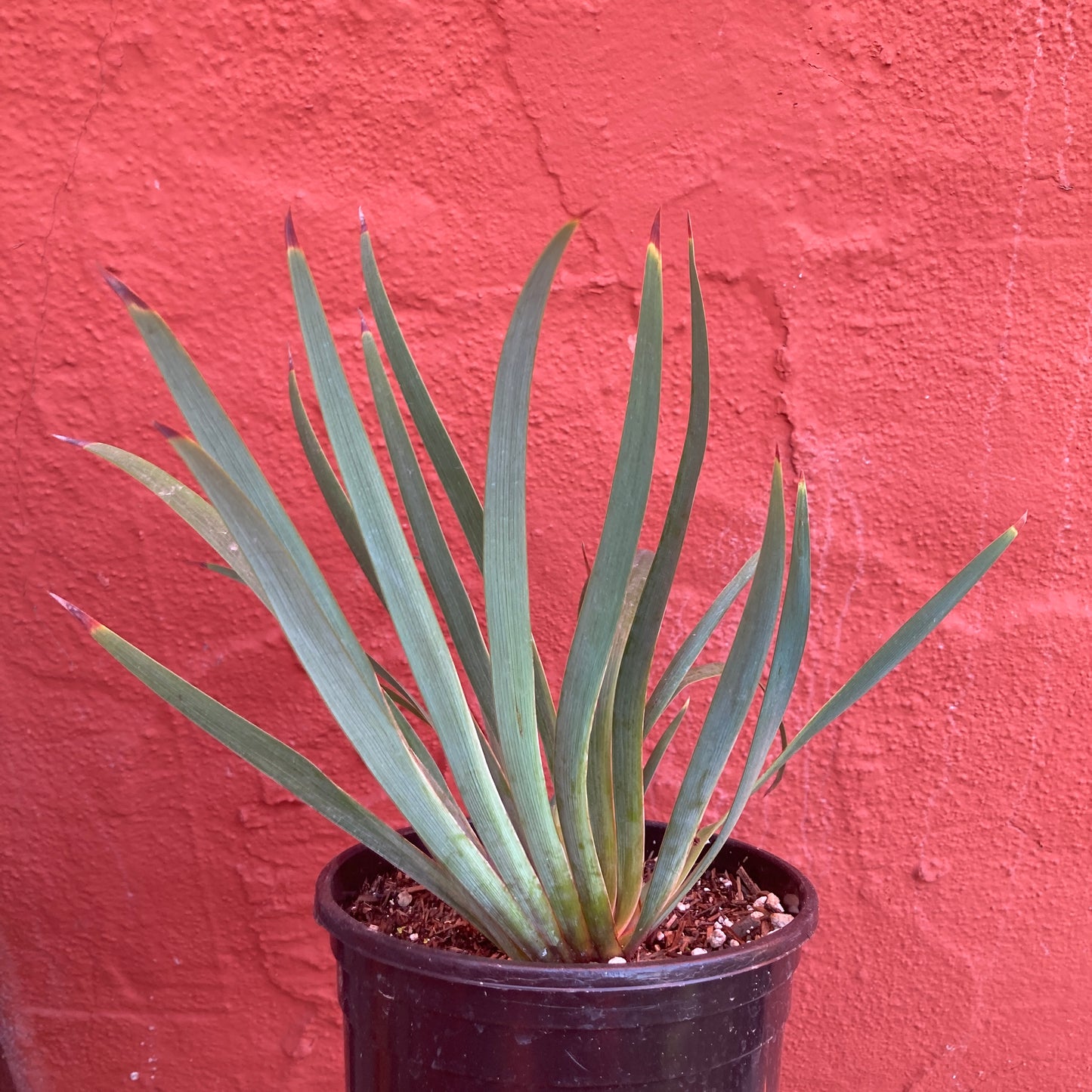 Iris PCH 'Lavender' - Lavender Hybrid Iris