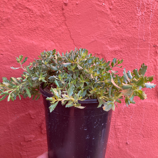 Baccharis pilularis 'Twin Peaks' - Prostrate Coyote Brush