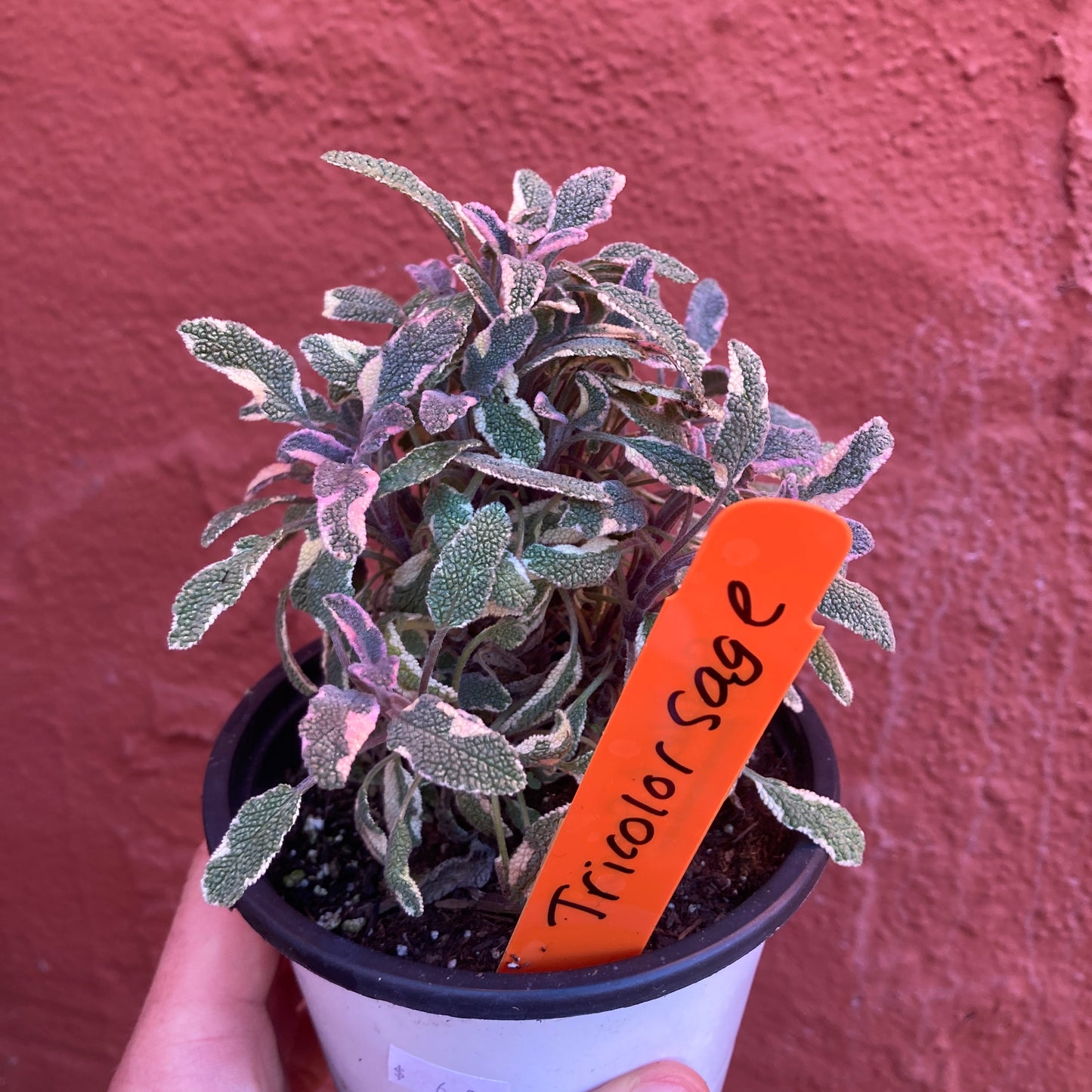 Tricolor Culinary Sage