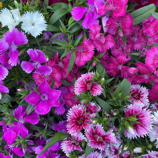 Mixed Edible Scented Dianthus