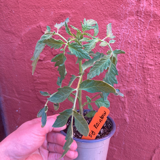 Big Rainbow Tomato