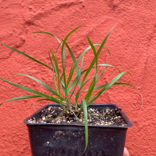 Melica californica - California Melicgrass