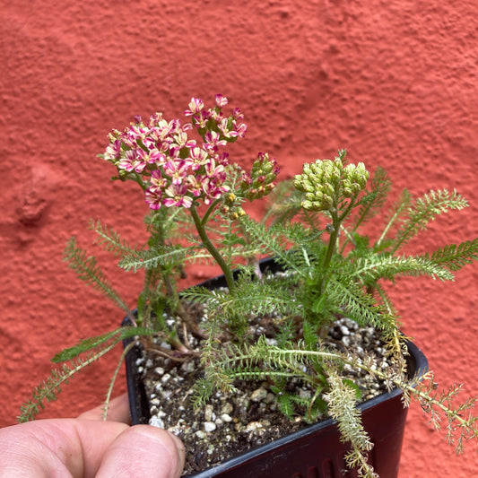 Achillea DESERT EVE 'Deep Rose' - Rose Yarrow