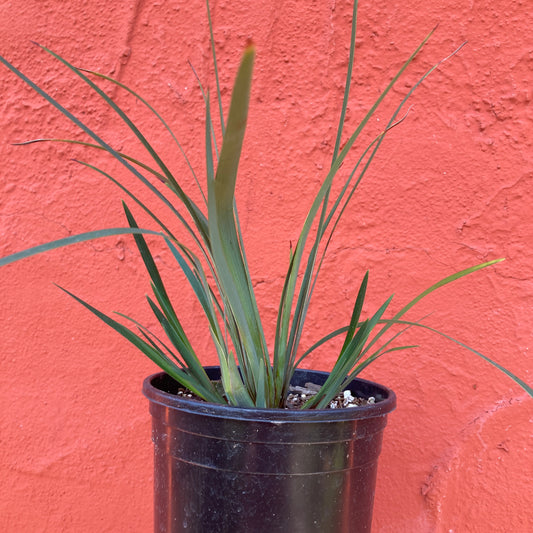 Iris PCH 'Purple and White' - Lavender Hybrid Iris