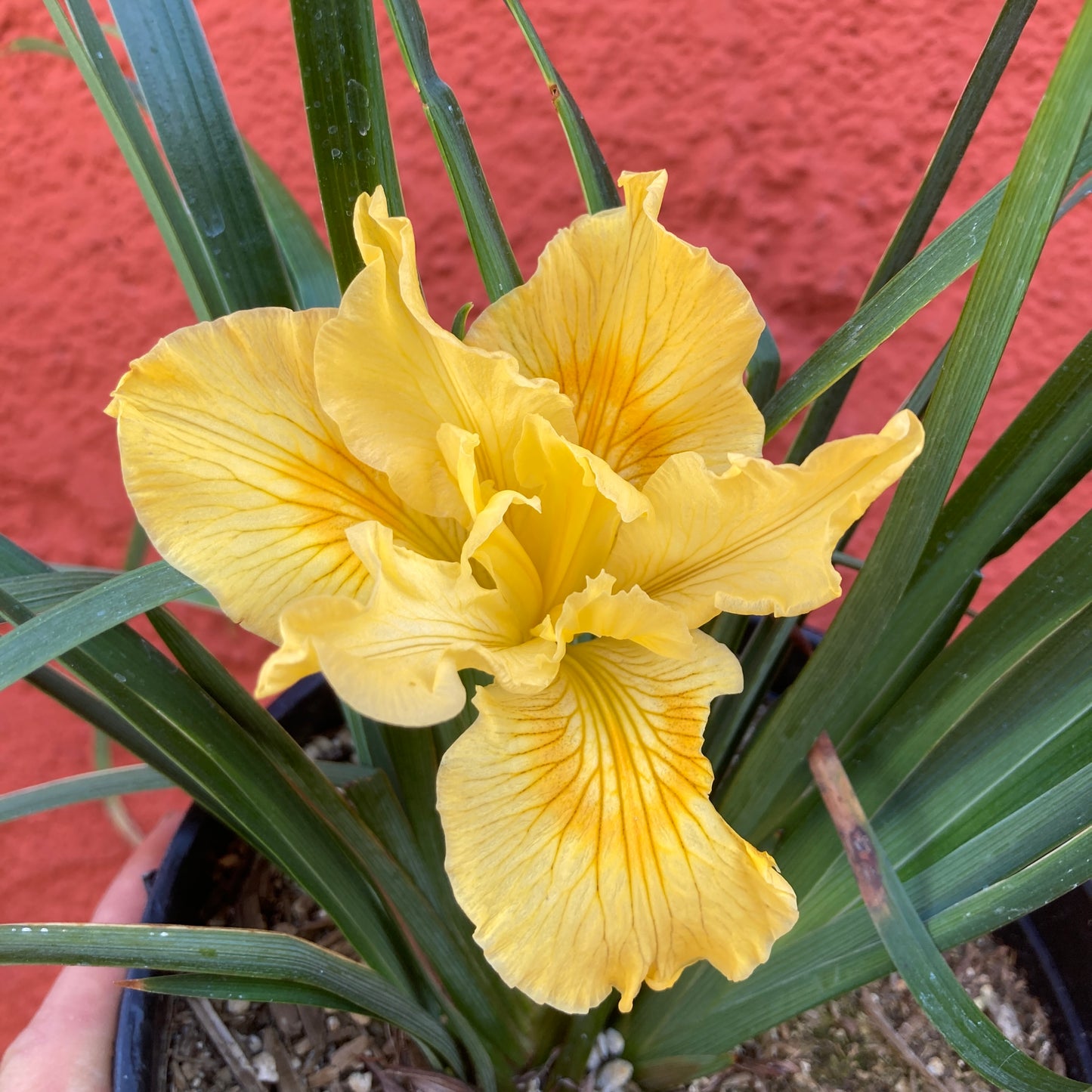 Iris douglasiana 'Canyon Sunshine' - Canyon Sunshine PCH Hybrid