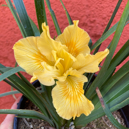 Iris douglasiana 'Canyon Sunshine' - Canyon Sunshine PCH Hybrid