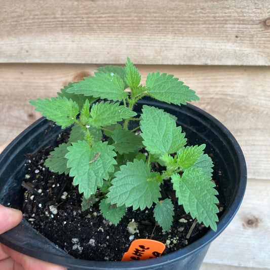 Stinging Nettle (Perennial)