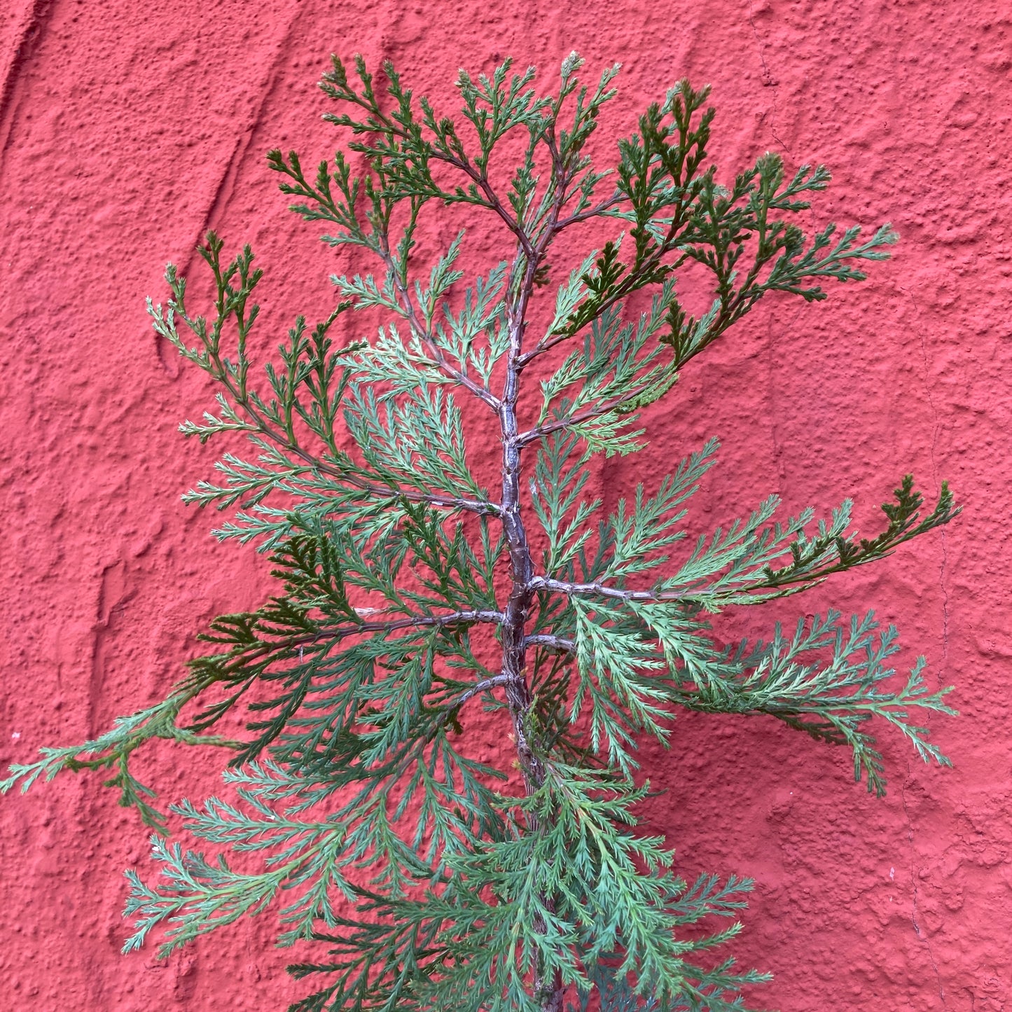 Calocedrus decurrens - Incense Cedar