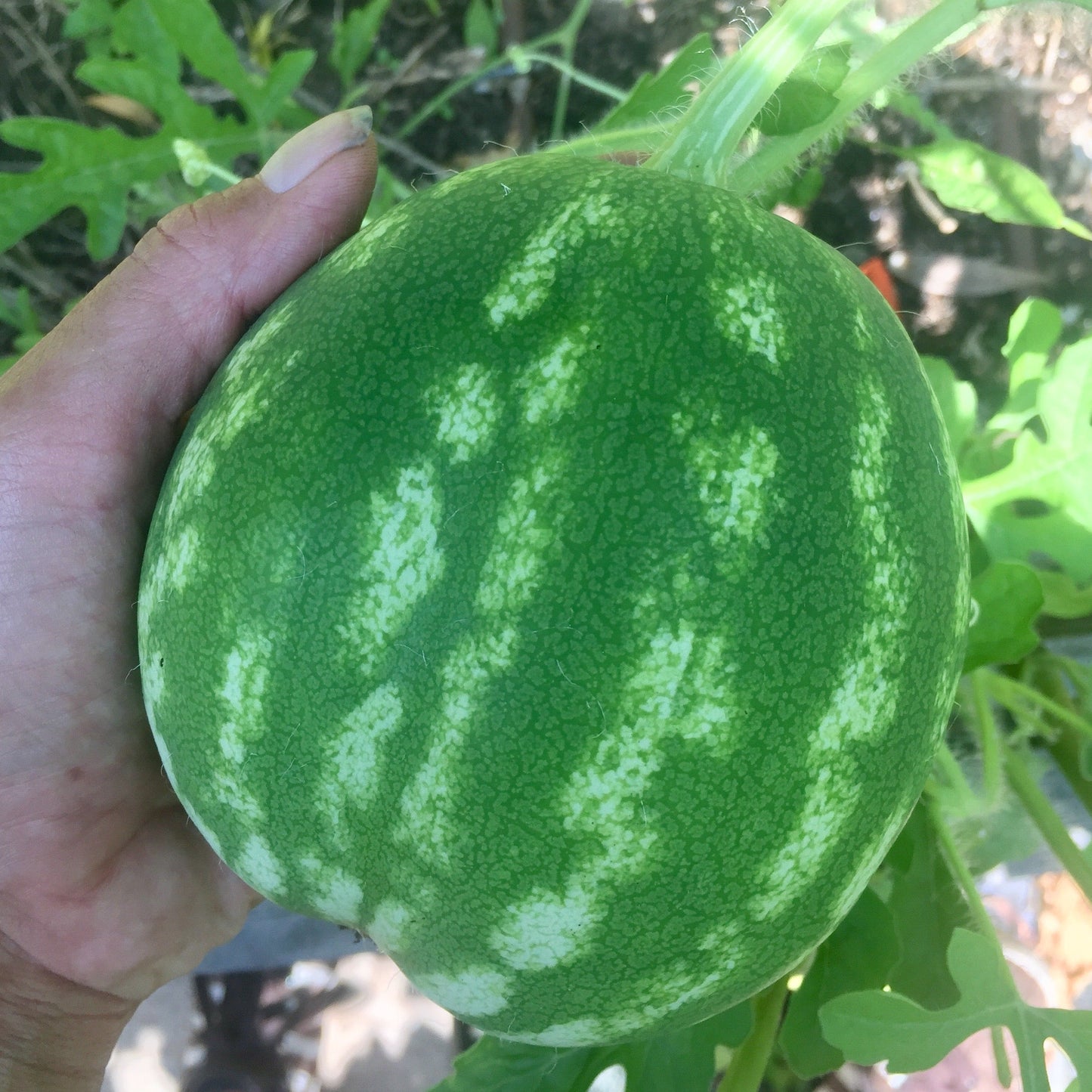 Watermelon 'Crimson Sweet'
