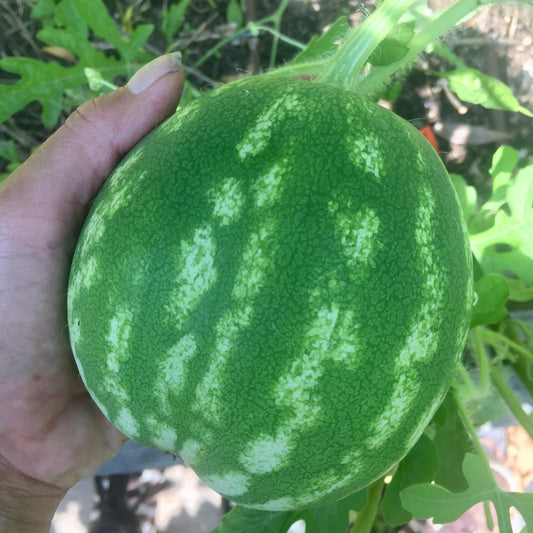 Watermelon 'Crimson Sweet'
