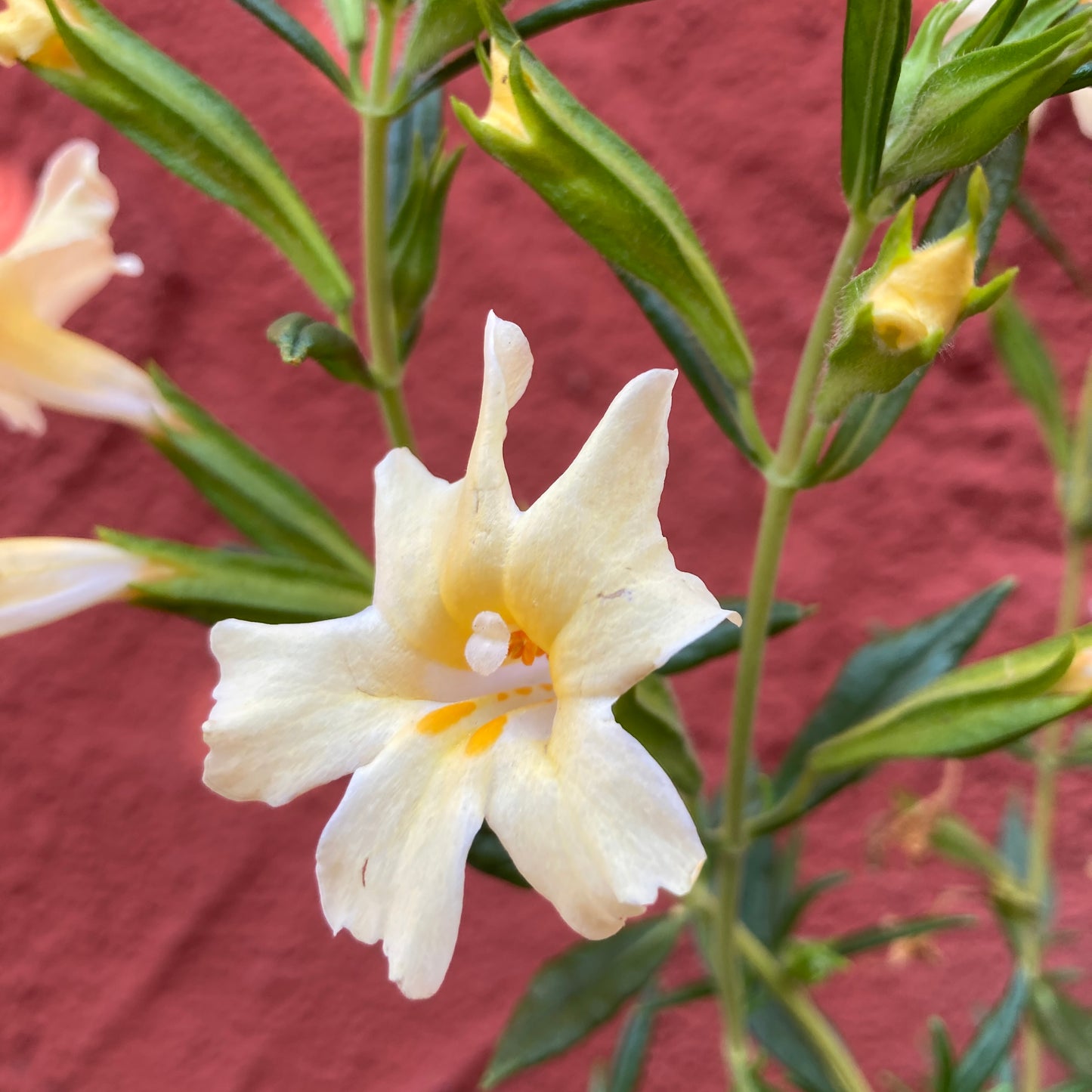 Mimulus bifidus  - Bush Monkeyflower