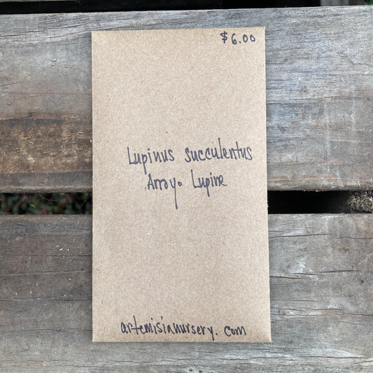 Arroyo Lupine Seeds - Lupinus succulentus