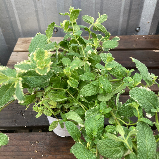 Pineapple Mint