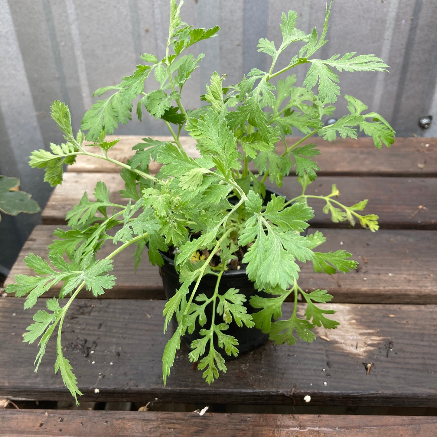 Feverfew