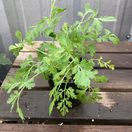 Feverfew