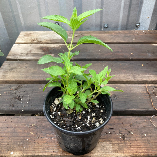 Swiss Mint