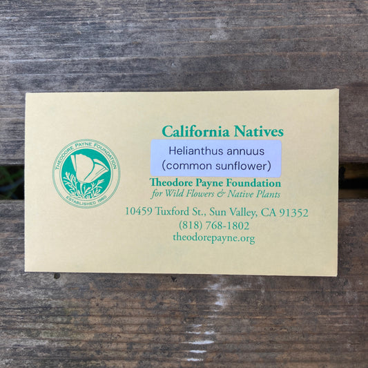 Common Sunflower Seeds - Helianthus annuus - Theodore Payne Foundation