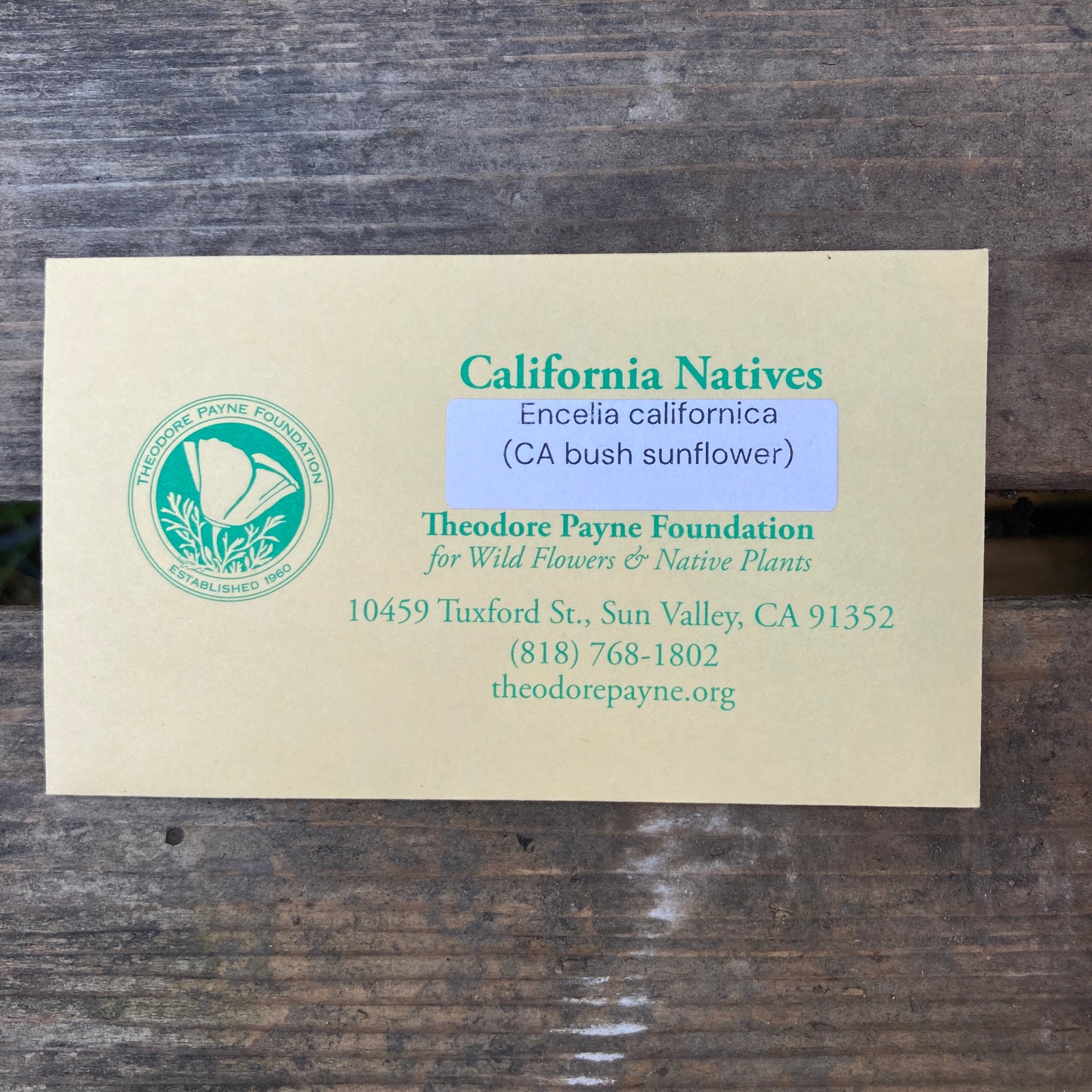 California Bush Sunflower Seeds - Encelia californica - Theodore Payne Foundation