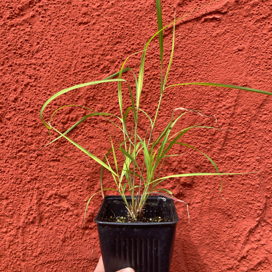 Bothriochloa barbinodis - Silver Beardgrass