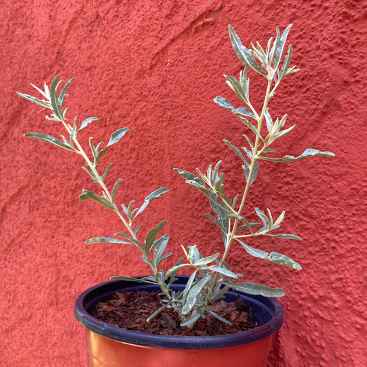 Atriplex canescens - Four-Wing Saltbrush