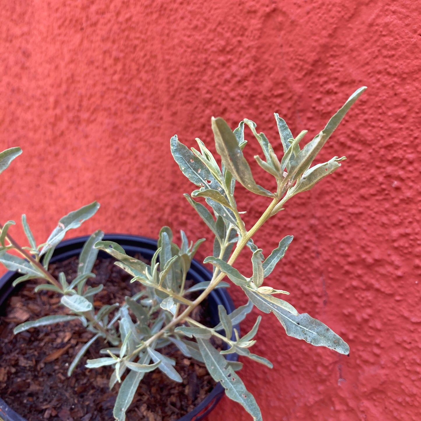 Atriplex canescens - Four-Wing Saltbrush