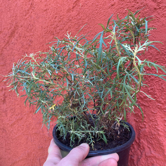 Artemisia palmeri - San Diego Sagewort