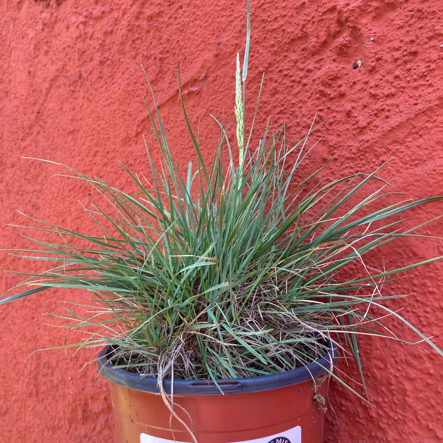 Koeleria macrantha - Junegrass