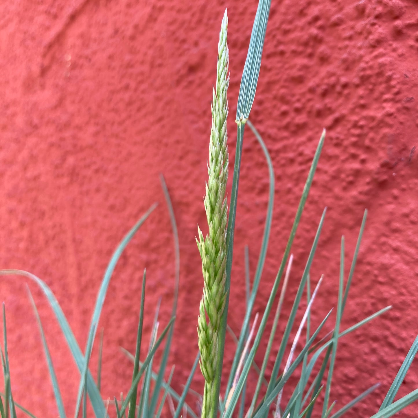 Koeleria macrantha - Junegrass