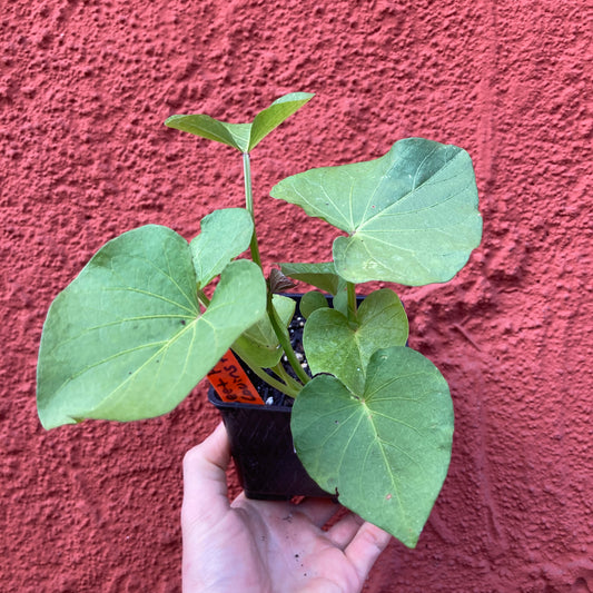 Orange Sweet Potato 'Covington'