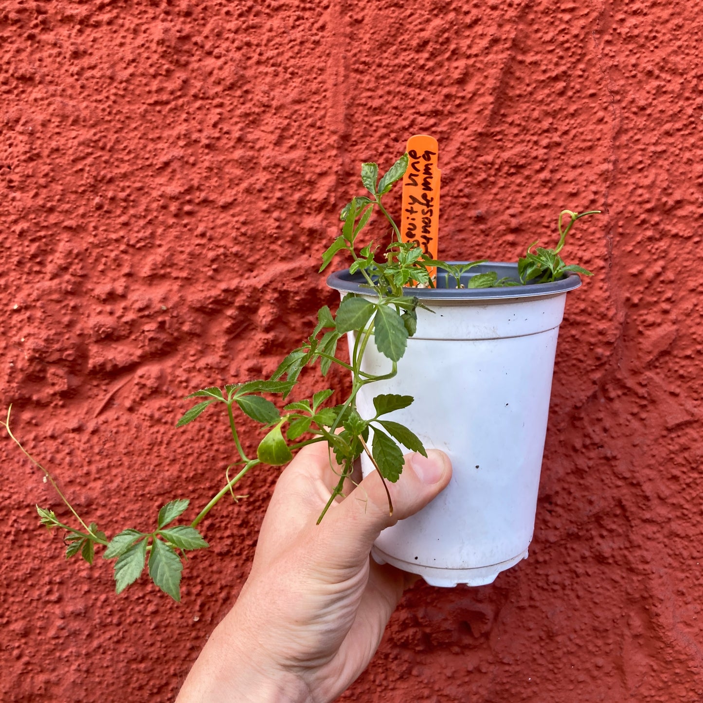Longevity Vine- Gynostemma sp.