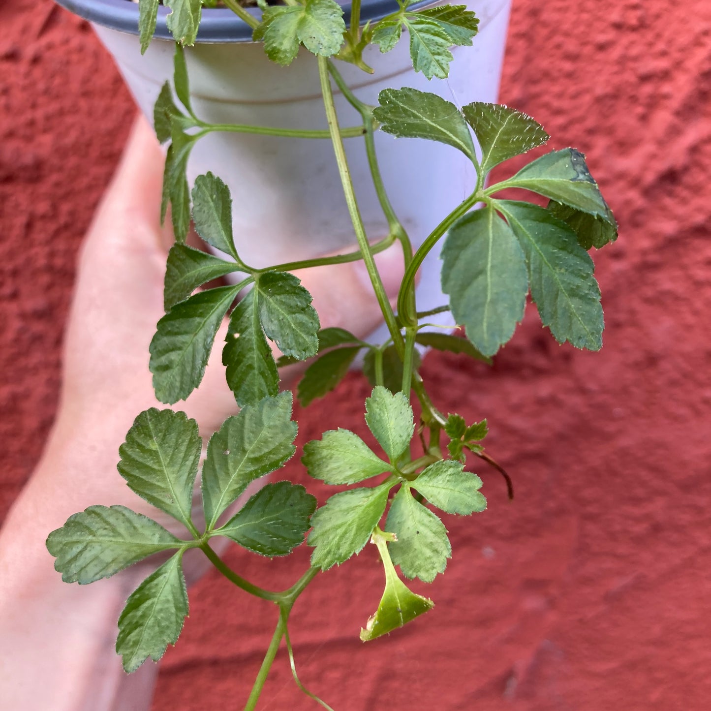 Longevity Vine- Gynostemma sp.