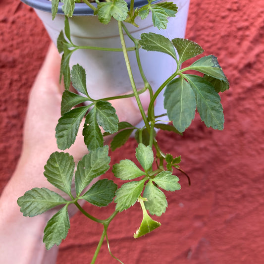 Longevity Vine- Gynostemma sp.