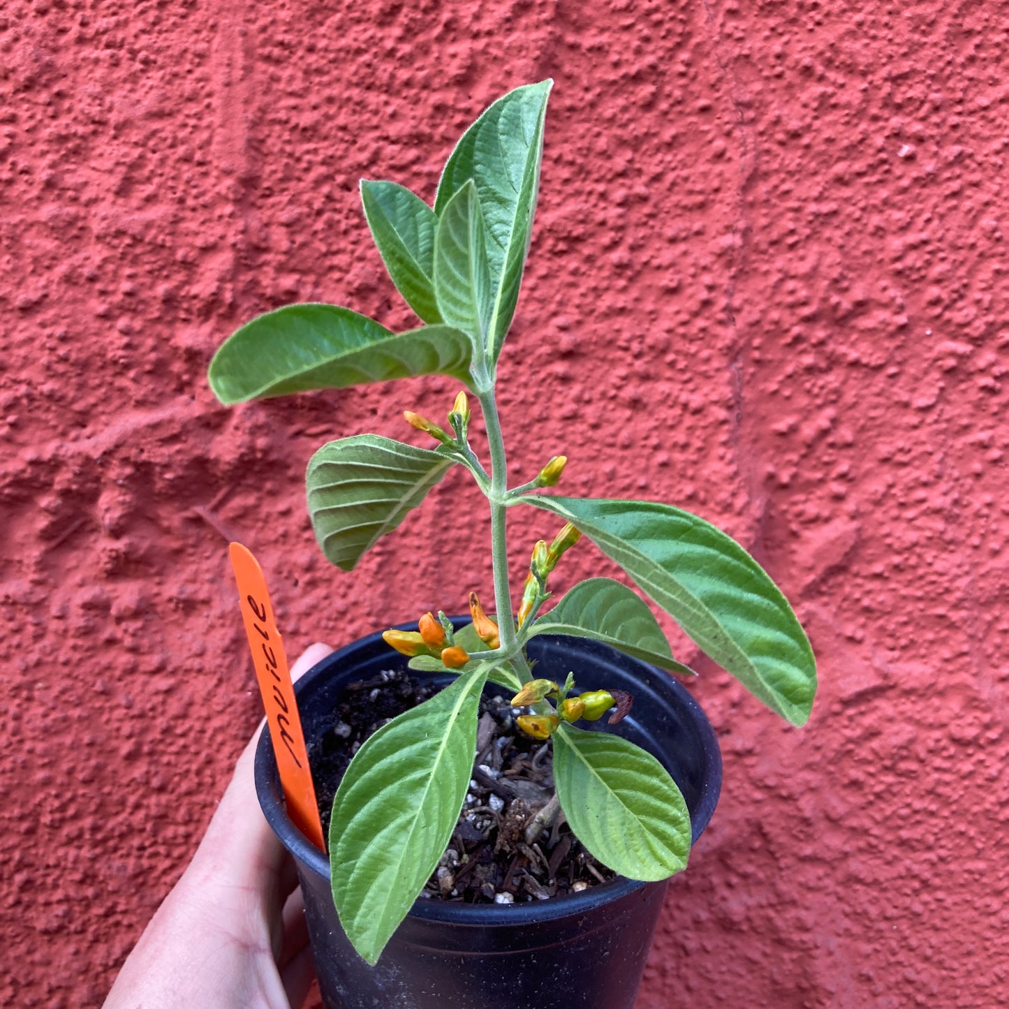 Muicle - Mexican Honeysuckle (Justica spicigera)